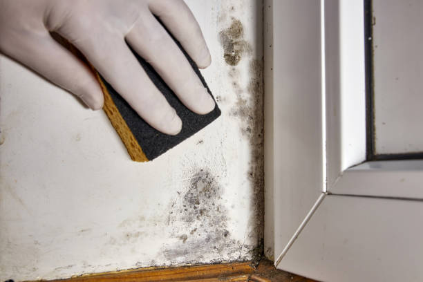 Best Forensic Mold Investigation  in Berkley, MI